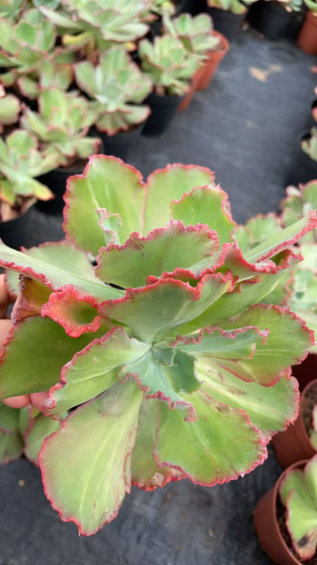 多肉植物 ブカイコウクン 8株セット 5号鉢 品番AE00051