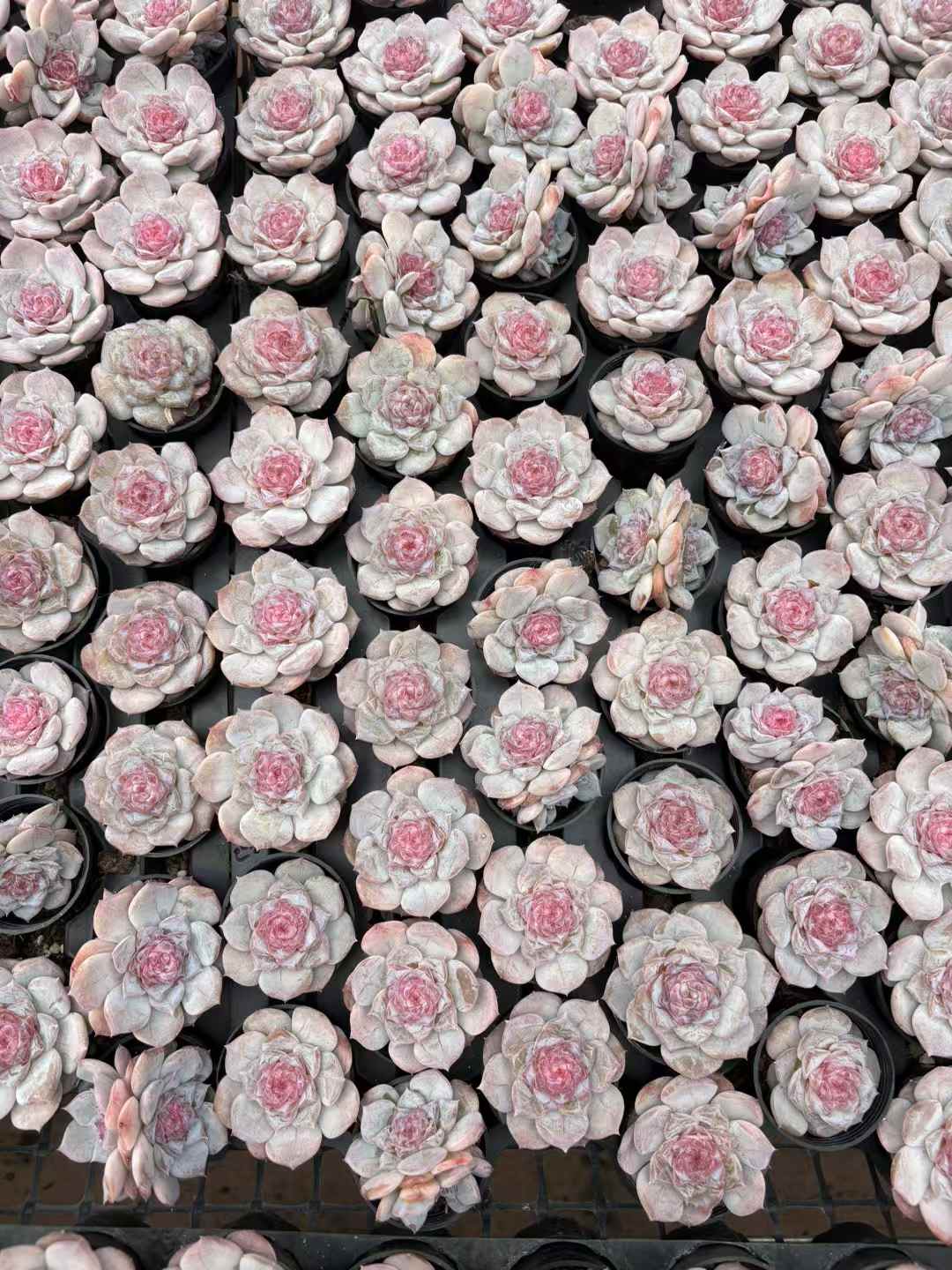 多肉植物 ピンバレエ 50株セット 2号鉢 品番AD00244