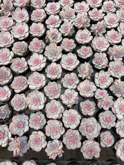 多肉植物 ピンバレエ 50株セット 2号鉢 品番AD00244