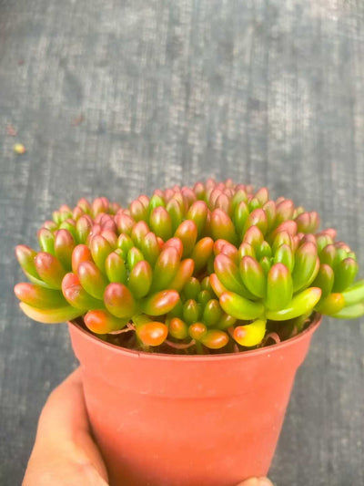 多肉植物 ニジノタマ 35株セット 3号鉢 品番ZG00034