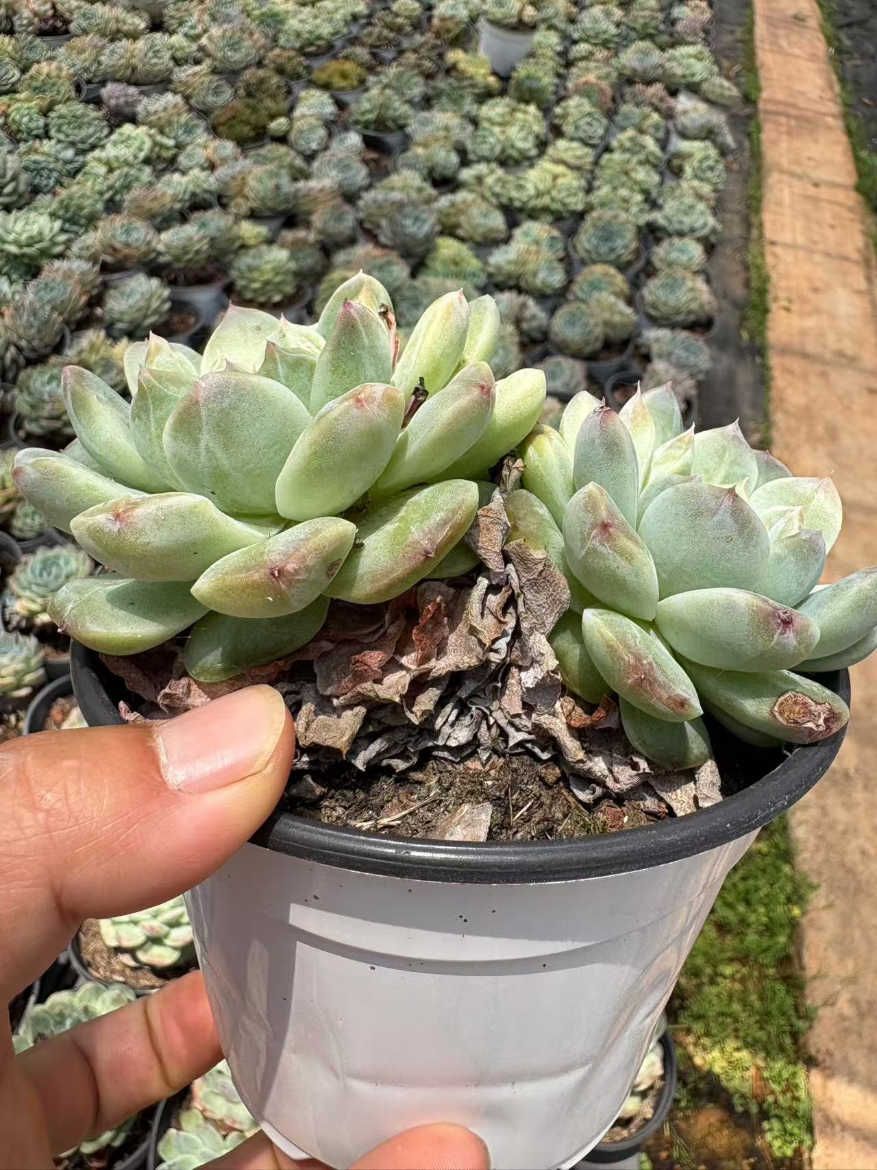 多肉植物 ひょうはく 15株セット 4号鉢 品番AD00171