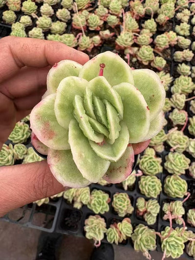 多肉植物 こおりばらにしき 50株セット 2.5号鉢 品番AD00093