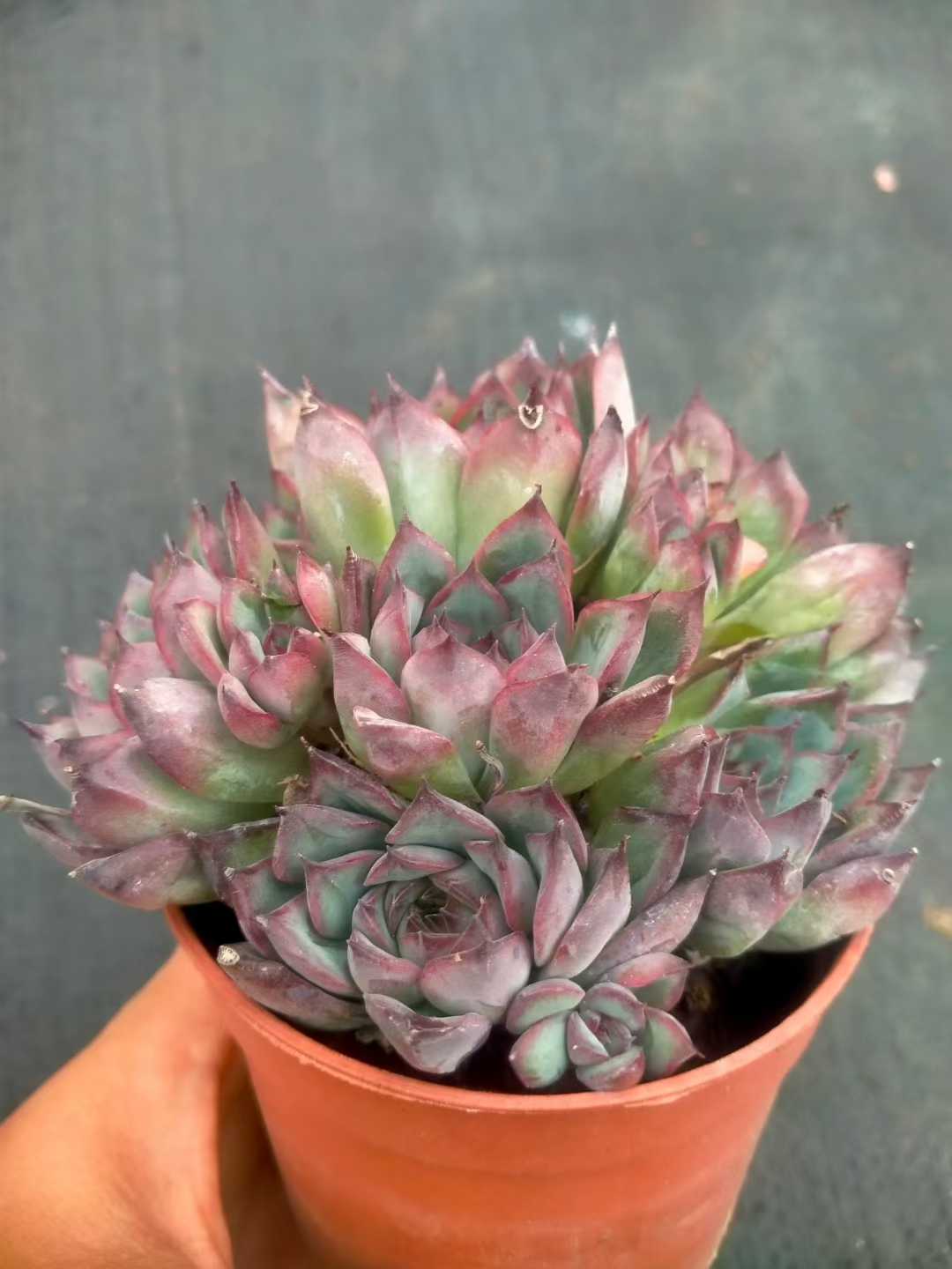 多肉植物 ハスドトウ 35株セット 3号鉢 品番ZG00055