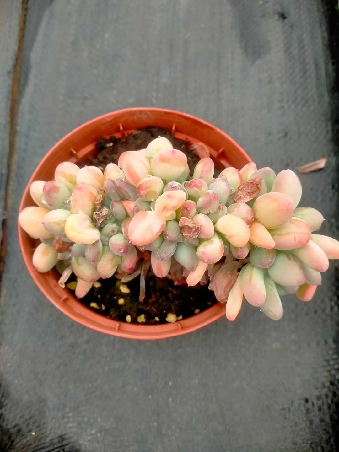 多肉植物 ミカヅキビジンテッカ 35株セット 3号鉢 品番ZG00014