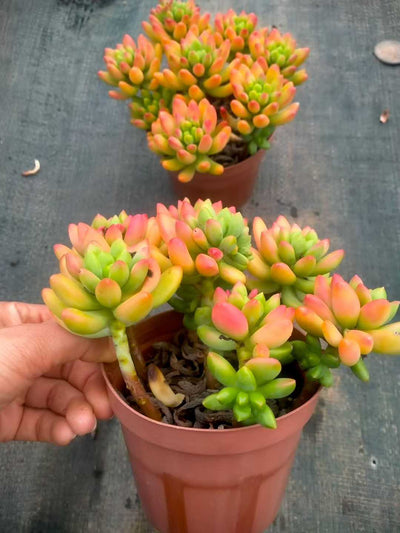 多肉植物 ハルモエロウカ 12株セット 5号鉢 品番ZG00073