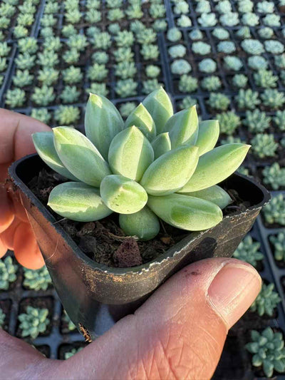 多肉植物 へきぎょく 50株セット 2.5号鉢 品番AD00238