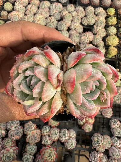 多肉植物 ササジョオウ 50株セット 2.5号鉢 品番AD00096