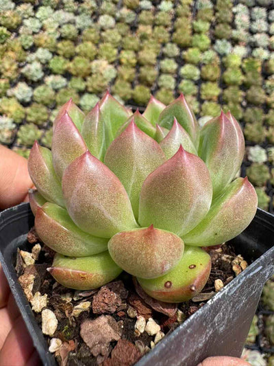 多肉植物 みどりダイヤ 50株セット 2.5号鉢 品番AD00209