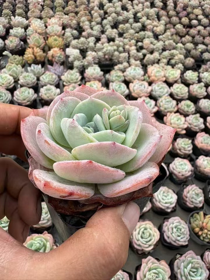 多肉植物 きいももミルクティー 50株セット 2.5号鉢 品番AD00086 – 花