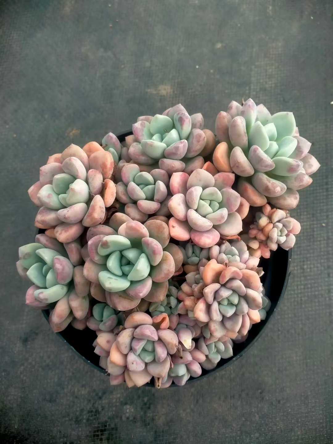 多肉植物 ハナブチカ 12株セット 5号鉢 品番ZG00068