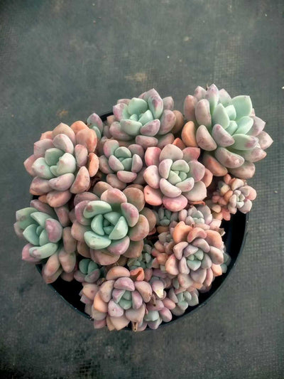 多肉植物 ハナブチカ 12株セット 5号鉢 品番ZG00068