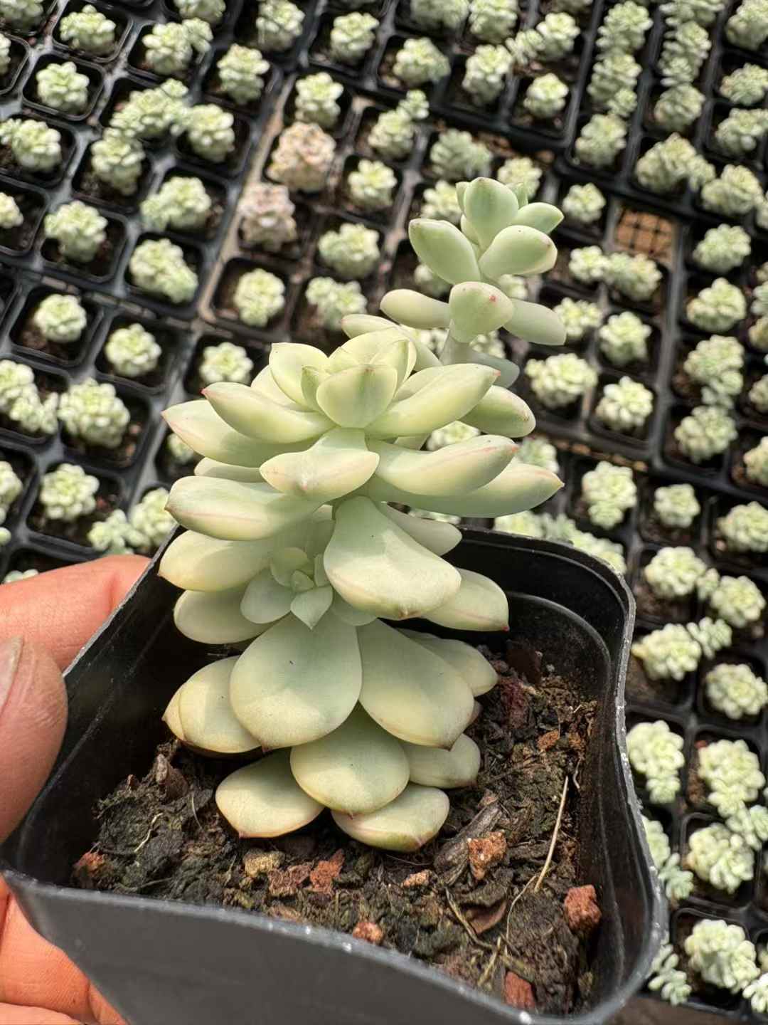 多肉植物 タンゴにしき 50株セット 2.5号鉢 品番AD00043