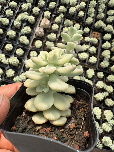 多肉植物 タンゴにしき 50株セット 2.5号鉢 品番AD00043