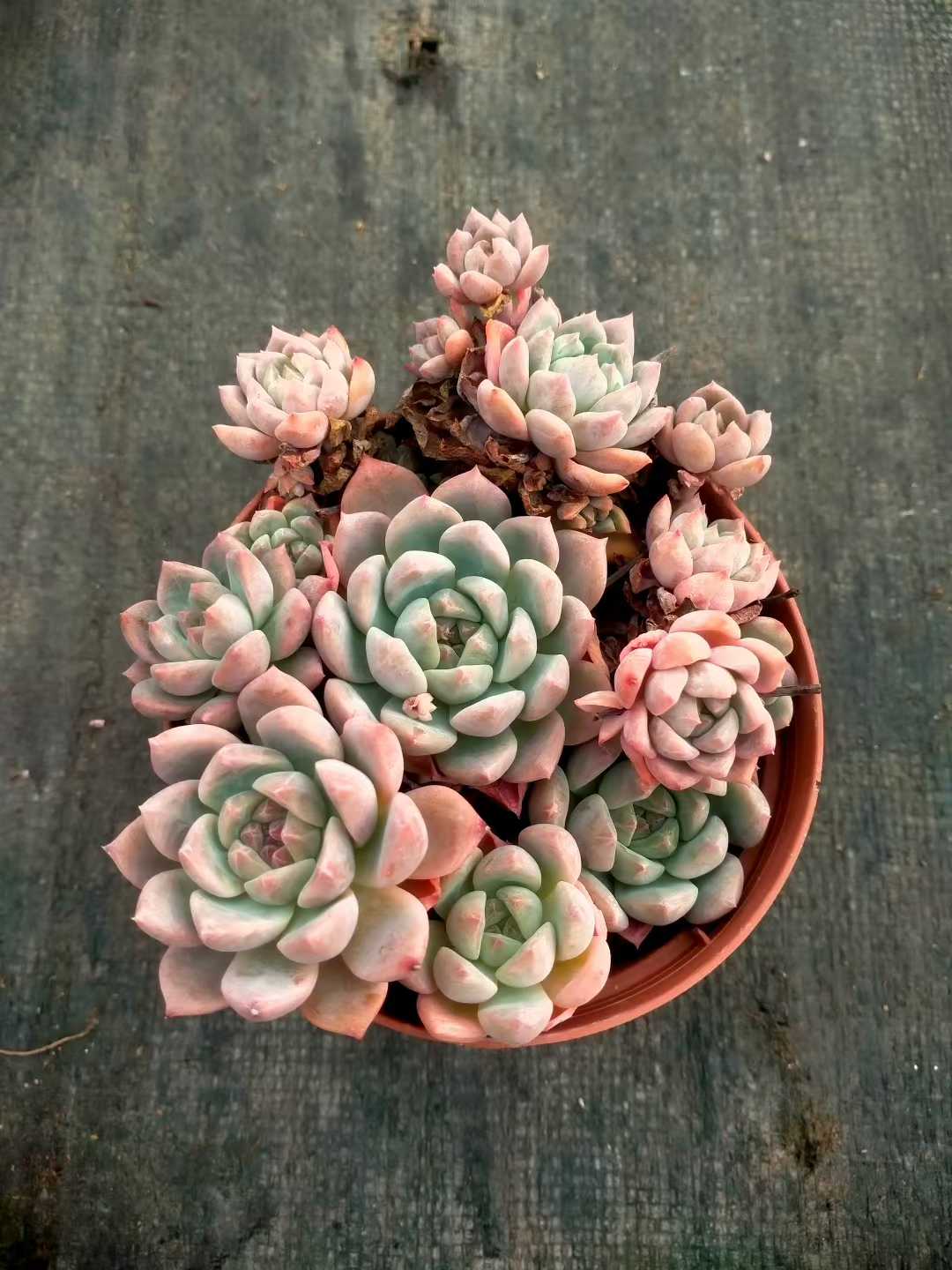 多肉植物 ソウカグン 24株セット 4号鉢 品番ZG00021