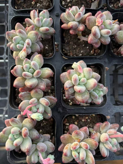 多肉植物 りんごミルク 50株セット 2.5号鉢 品番AD00099