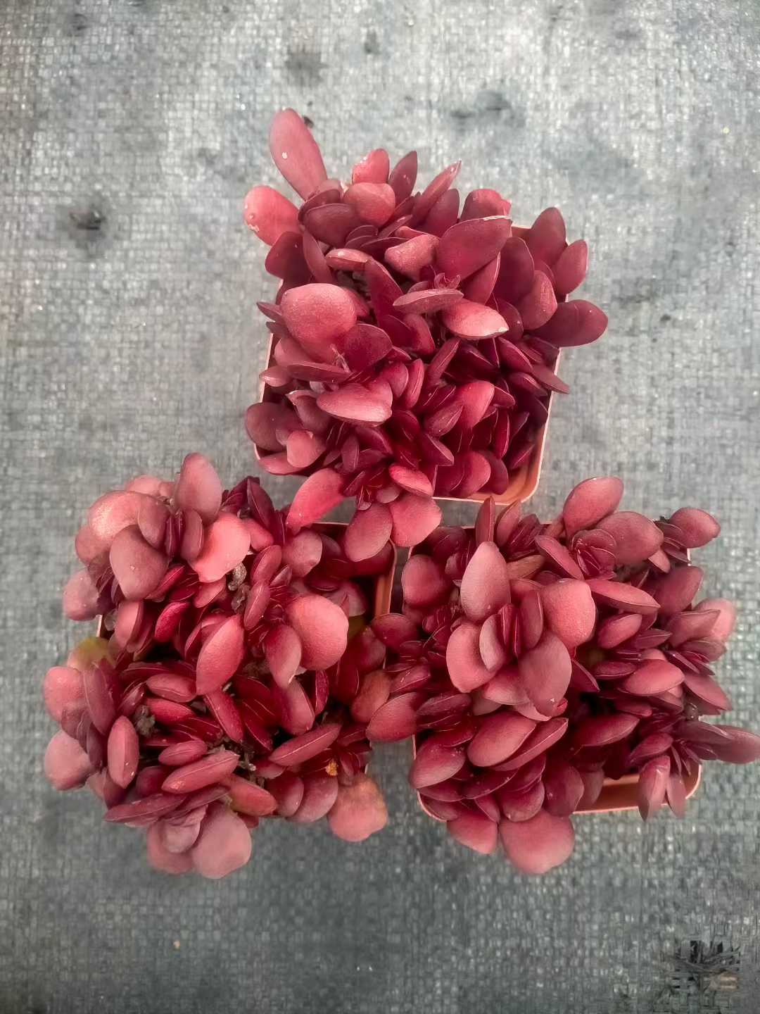 多肉植物 シチョウ 48株セット 2.5号鉢 品番ZG00043