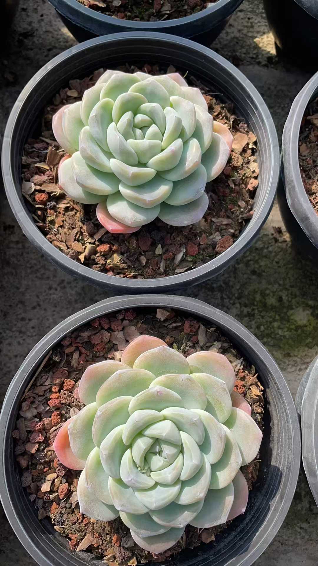 多肉植物 ヒョウギョク 8株セット 6号鉢 品番AE00055