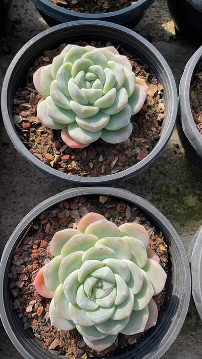 多肉植物 ヒョウギョク 8株セット 6号鉢 品番AE00055