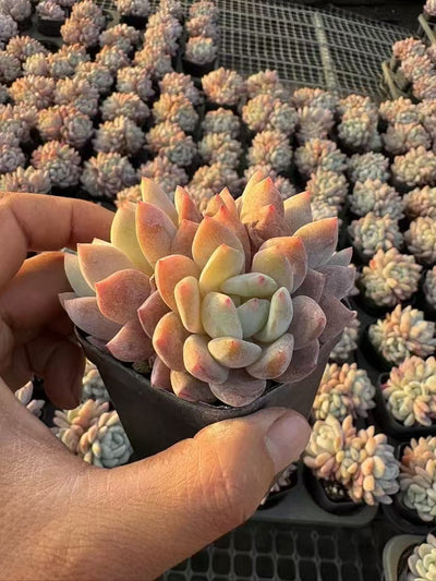 多肉植物 マリリン 50株セット 2.5号鉢 品番AD00046