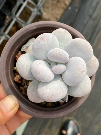 多肉植物 チーズ 30株セット 3号鉢 品番AA00116