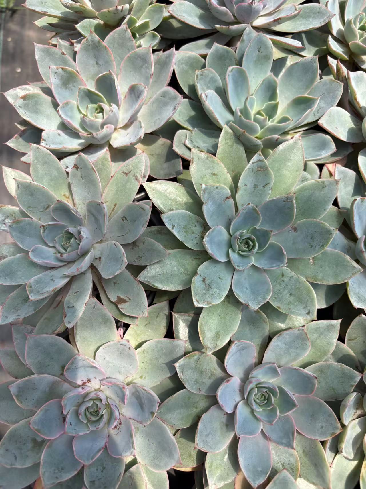 多肉植物 ヘラ 36株セット 3号鉢 品番AD00173