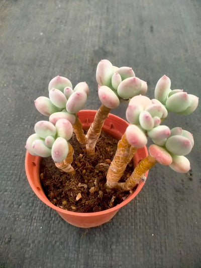 多肉植物 ショウロウショウミカヅキビジン 35株セット 3号鉢 品番ZG00048