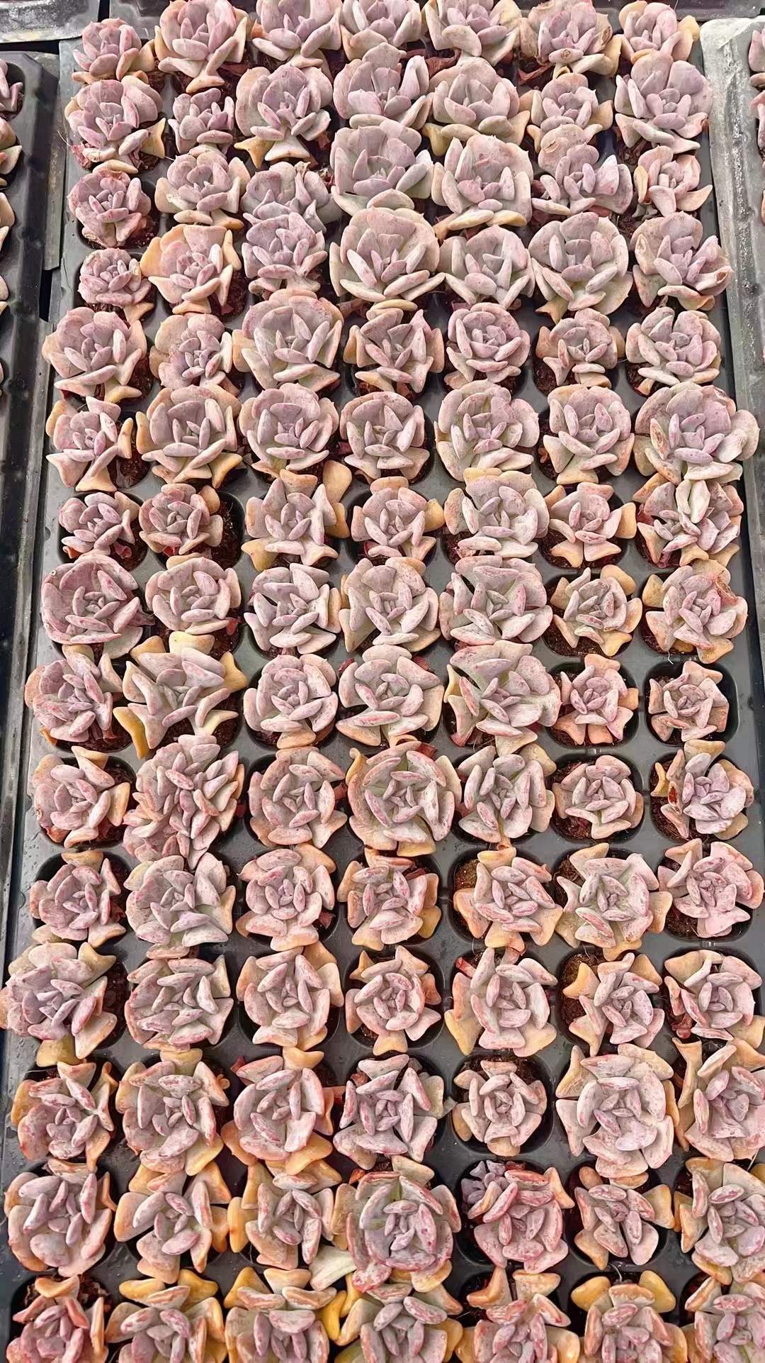 多肉植物 ユキセイレイ 105株セット 品番AH00021