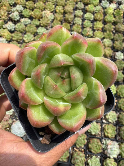多肉植物 みどりダイヤ 50株セット 2.5号鉢 品番AD00209