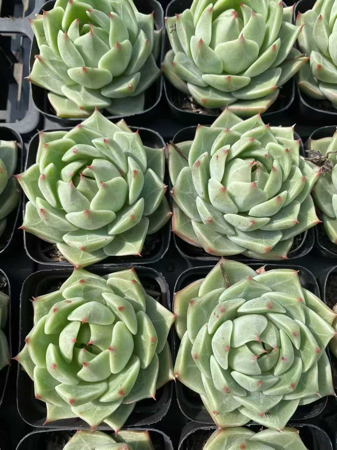 多肉植物 ミドリバカジン 54株セット 2.5号鉢 品番AF00022