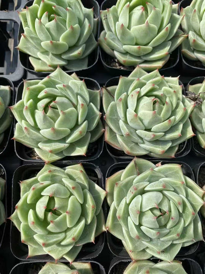 多肉植物 ミドリバカジン 54株セット 2.5号鉢 品番AF00022