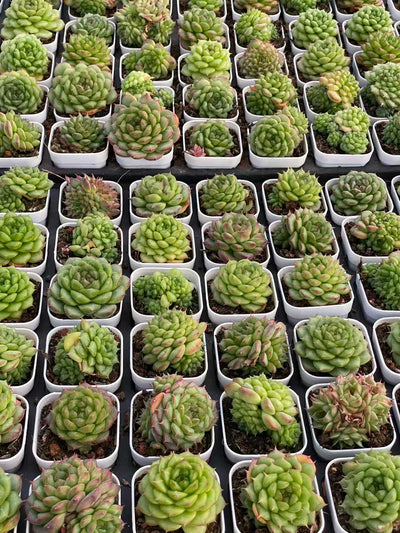 多肉植物 グリーンサブマリーナ 株セット 2.5号鉢 品番AA00167