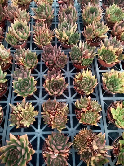 多肉植物 ショウシャキヘイ 24株セット 4号鉢 品番ZG00047