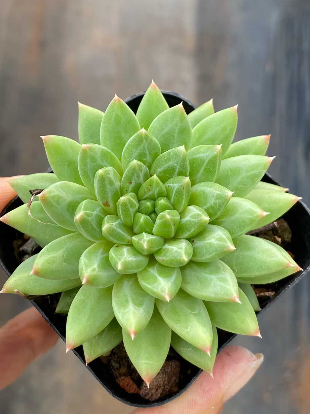 多肉植物 コウコツブン 50株セット 2.5号鉢 品番AA00127
