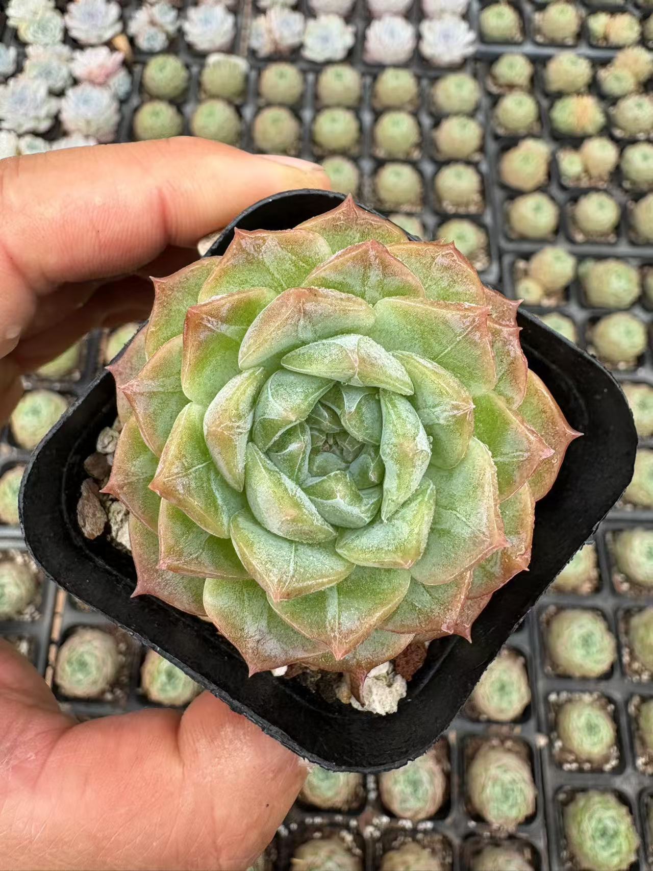 多肉植物 ゼリーソフトキャンディ 50株セット 2.5号鉢 品番AD00054