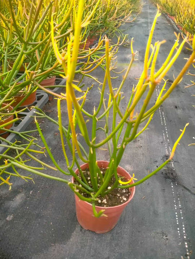 多肉植物 ベニサンゴセイショウ 24株セット 4号鉢 品番ZG00023