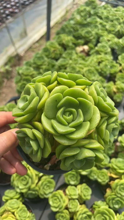 多肉植物 リョクユリ 15株セット 3号鉢 品番AE00050