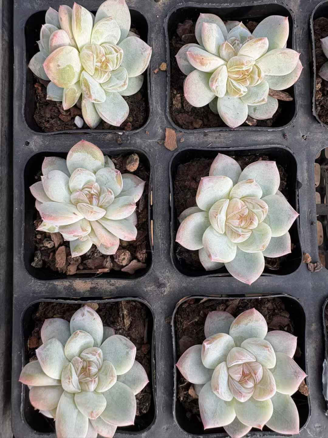 多肉植物 はくぎょくまつり 50株セット 2.5号鉢 品番AD00181