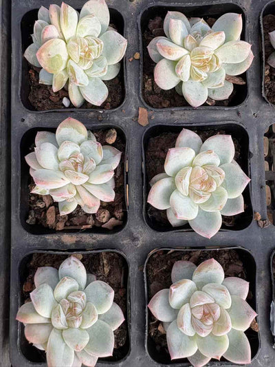多肉植物 はくぎょくまつり 50株セット 2.5号鉢 品番AD00181