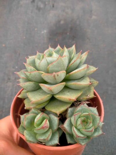 多肉植物 ファビオラ 35株セット 3号鉢 品番ZG00026