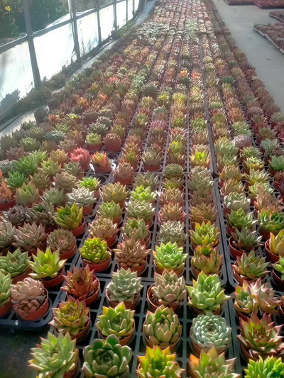 多肉植物 トウウンザ 35株セット 3号鉢 品番ZG00071