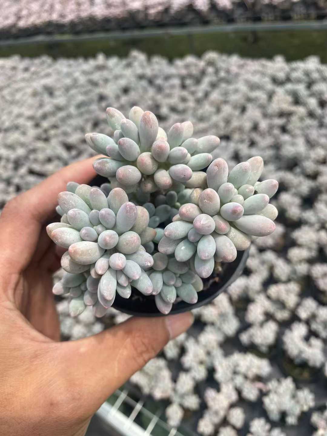 多肉植物 ベイビー・フィンガーグン 30株セット 3号鉢 品番AF00008