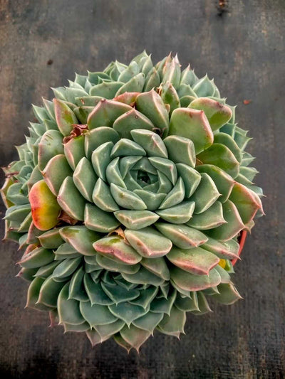 多肉植物 ハイリナ 12株セット 5号鉢 品番ZG00064