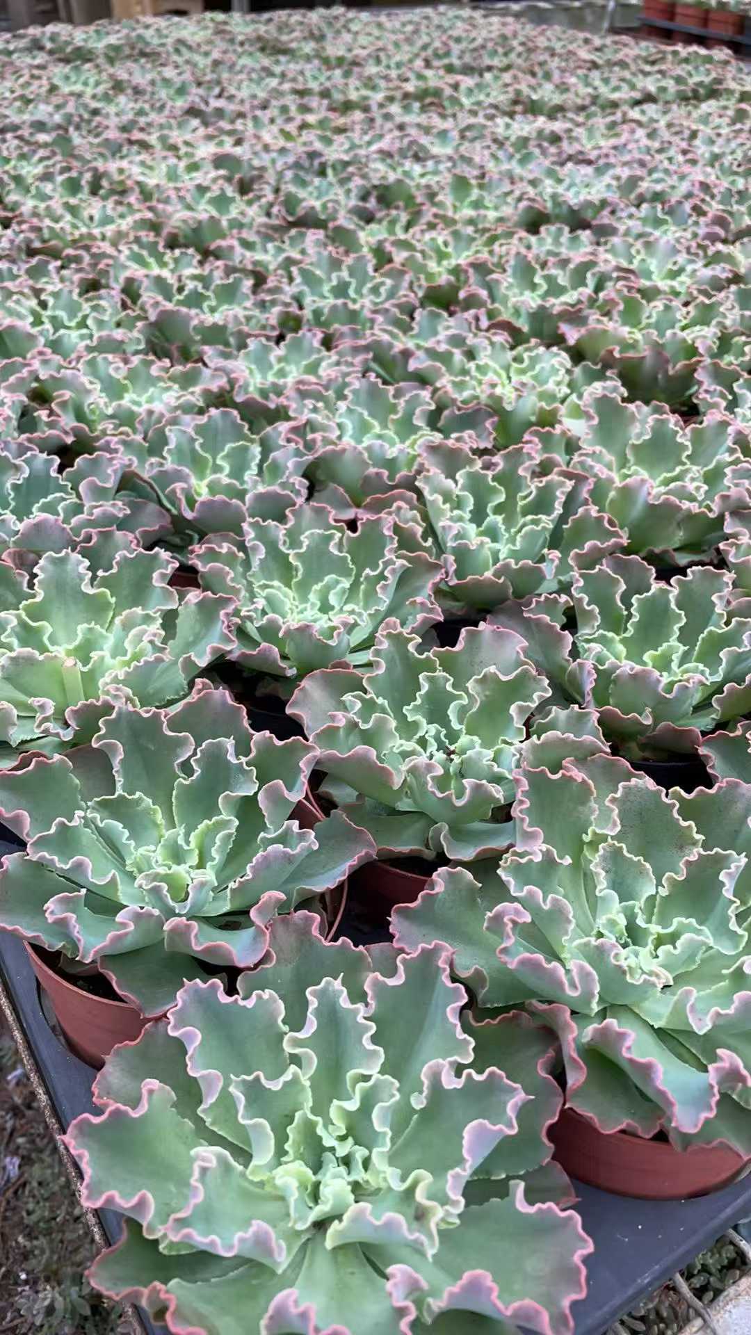 多肉植物 ランコ 15株セット 4号鉢 品番AE00033