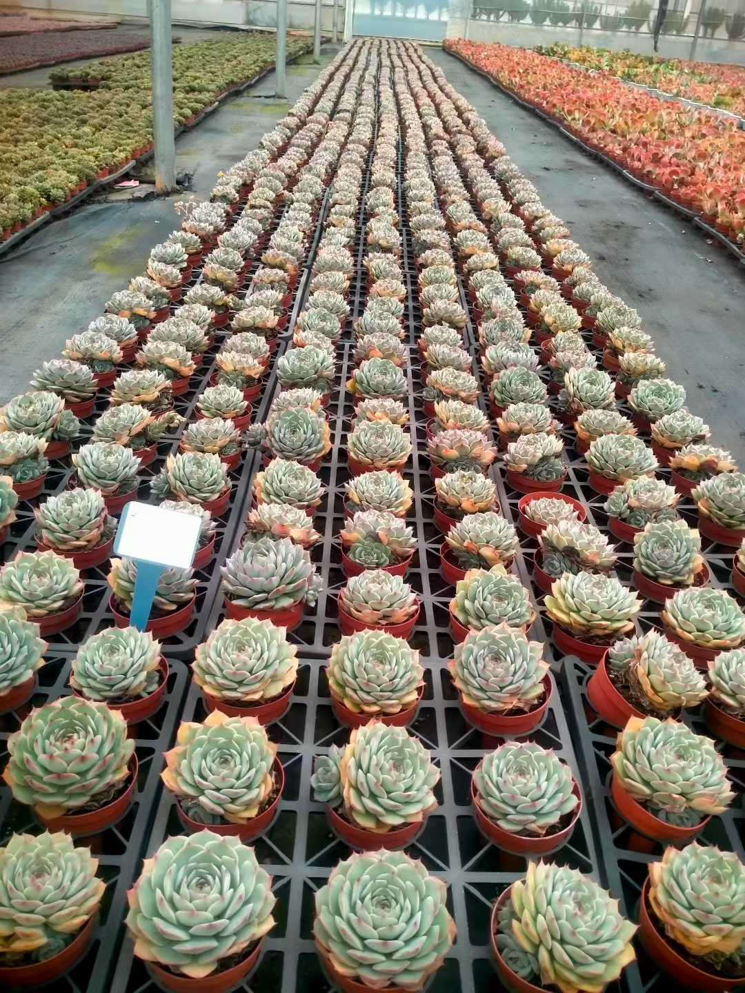 多肉植物 ピンクヒント 24株セット 4号鉢 品番ZG00025