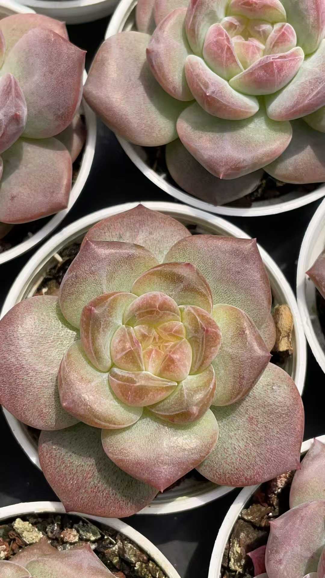 多肉植物 トウシンコハク 50株セット 2号鉢 品番AE00043