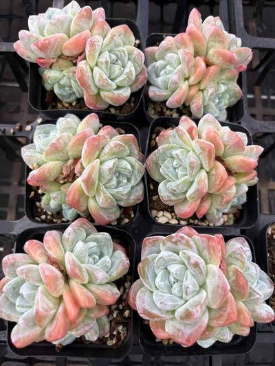 多肉植物 ひょうぎょくぐん 50株セット 2.5号鉢 品番AD00207