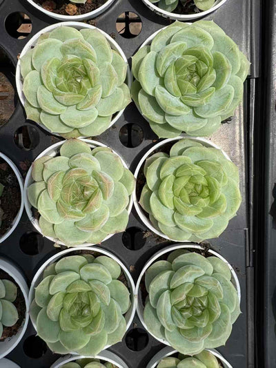 多肉植物 ひすいジェニー 50株セット 2.5号鉢 品番AD00198