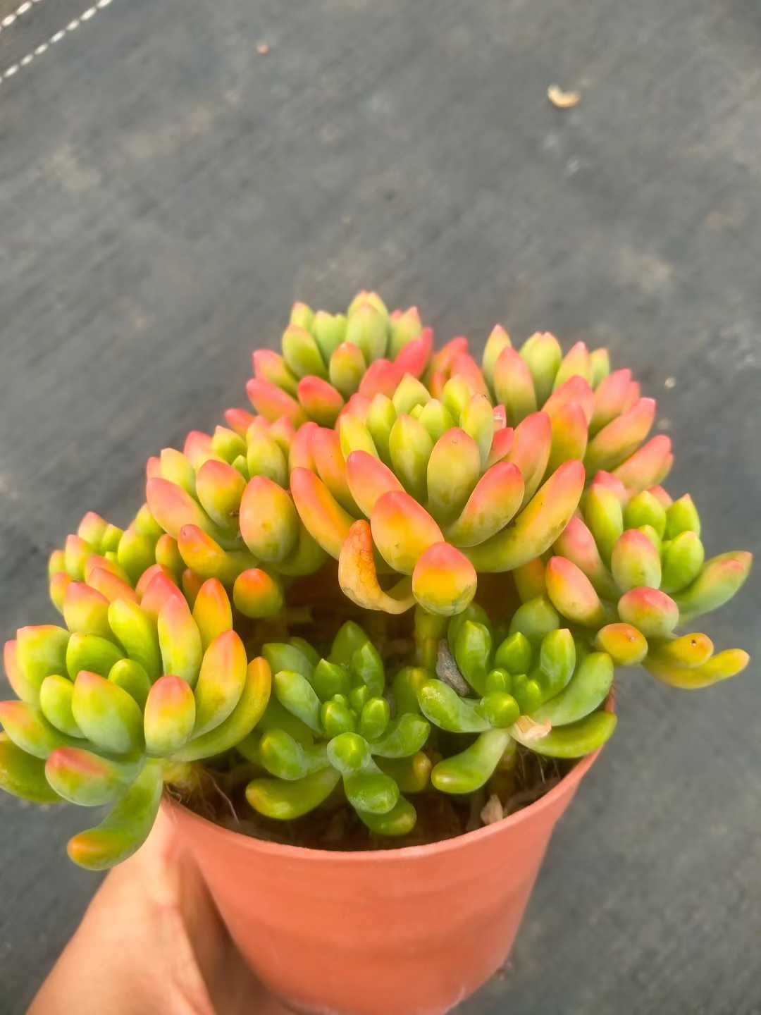 多肉植物 ハルモエ 35株セット 3号鉢 品番ZG00051