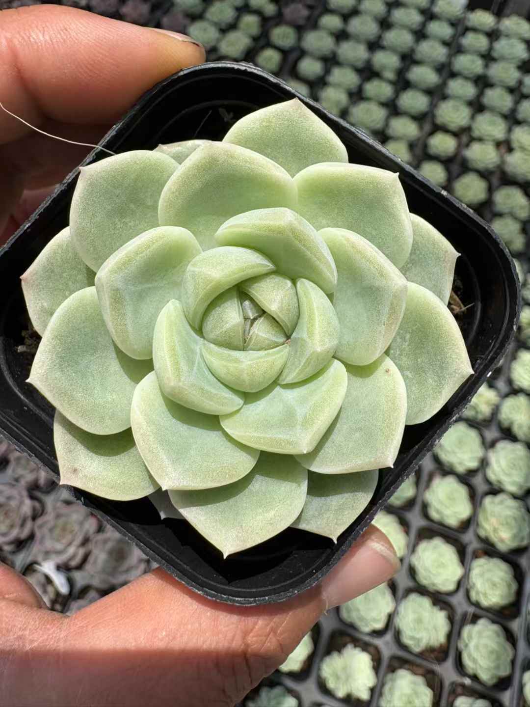 多肉植物 ぎょくとジェニー 50株セット 2.5号鉢 品番AD00038