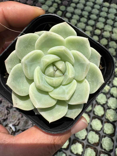 多肉植物 ぎょくとジェニー 50株セット 2.5号鉢 品番AD00038